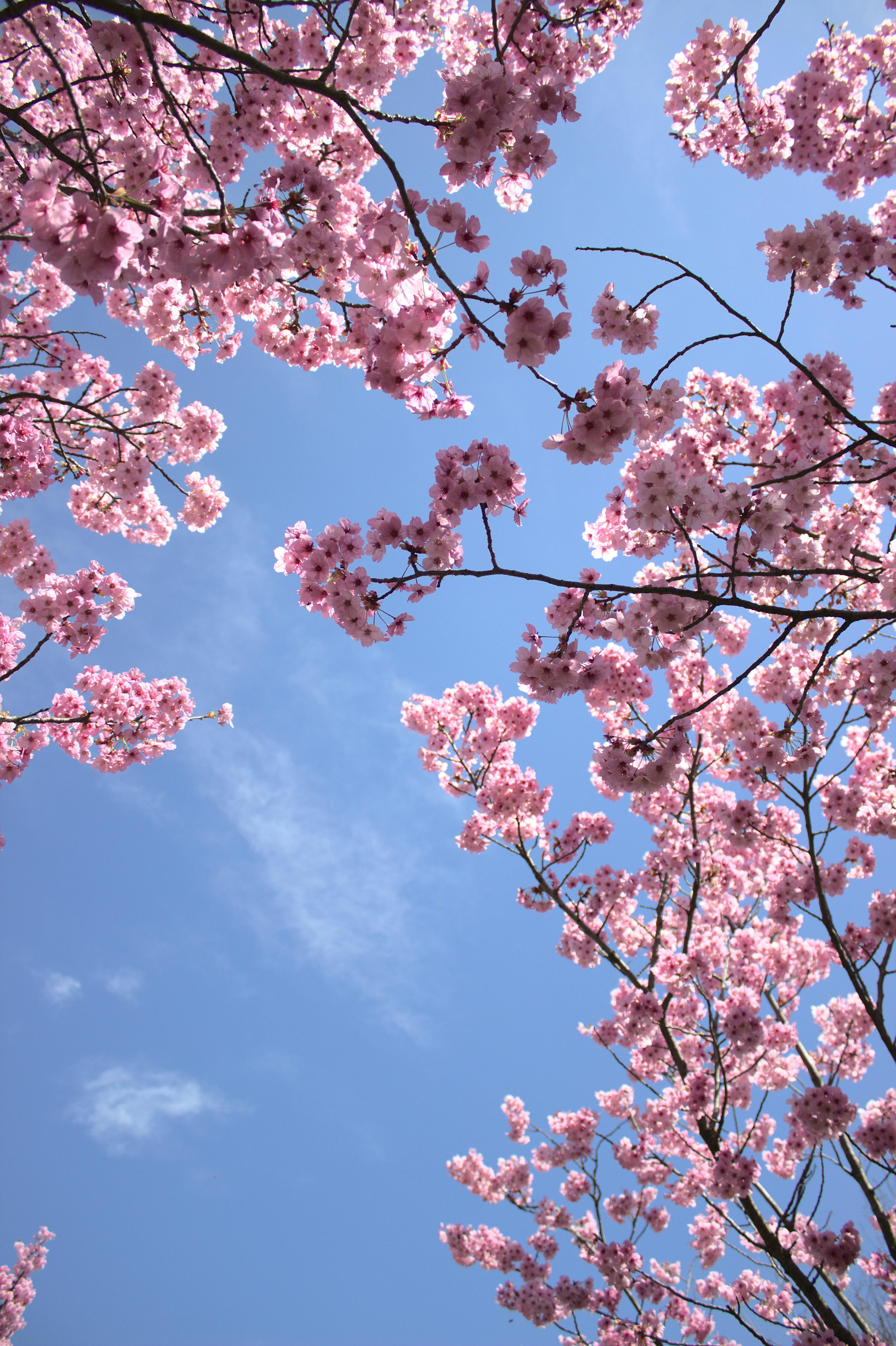 3462x5198 Pink Flower Tree under Blue Sky · Free ... Wallpaper