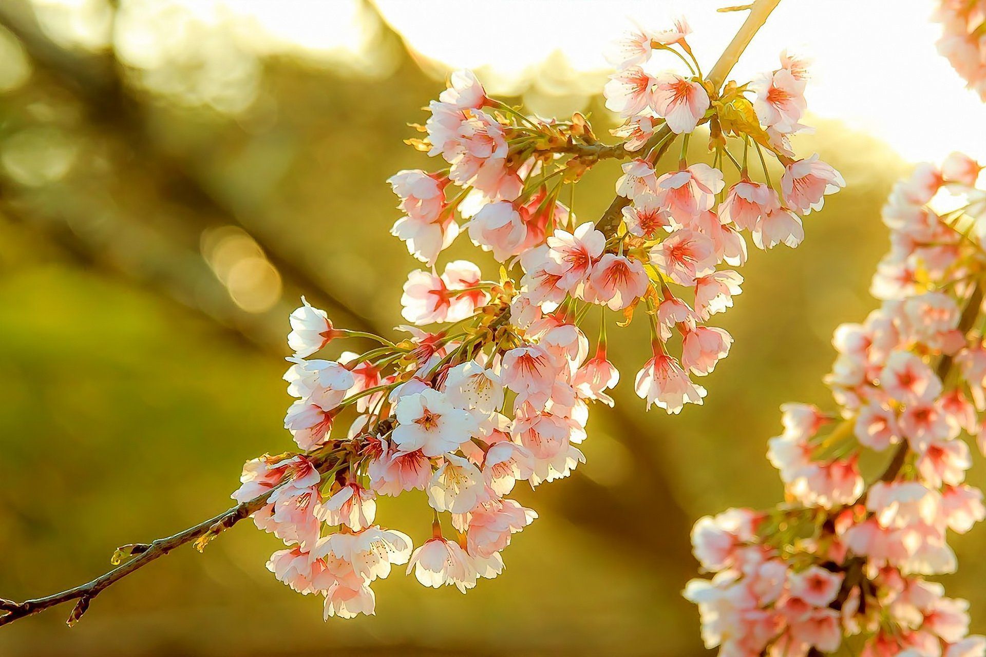 1920x1280 Flowering Tree Wallpapers - Wallpaper Cave Wallpaper