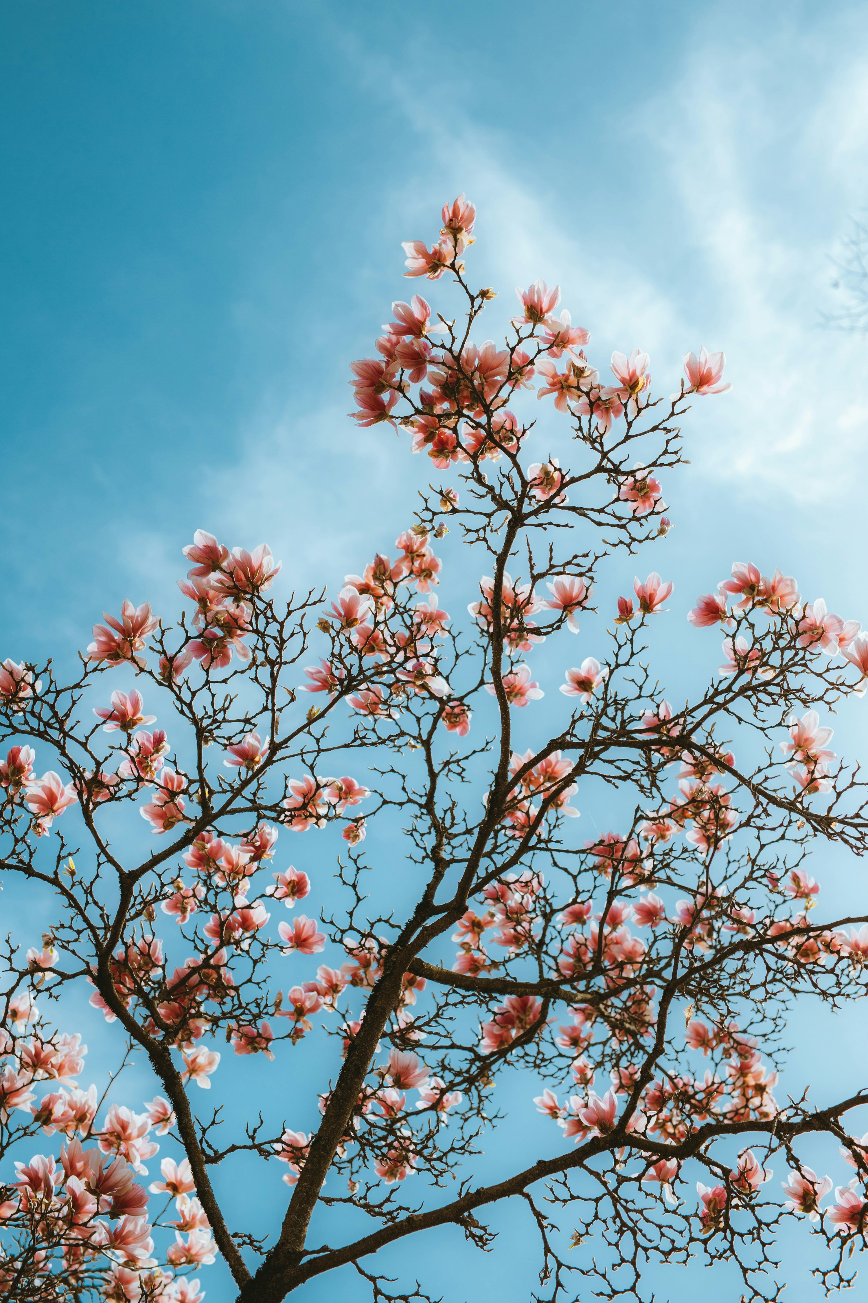 3000x4500 Red and white flowers under blue sky ... Wallpaper