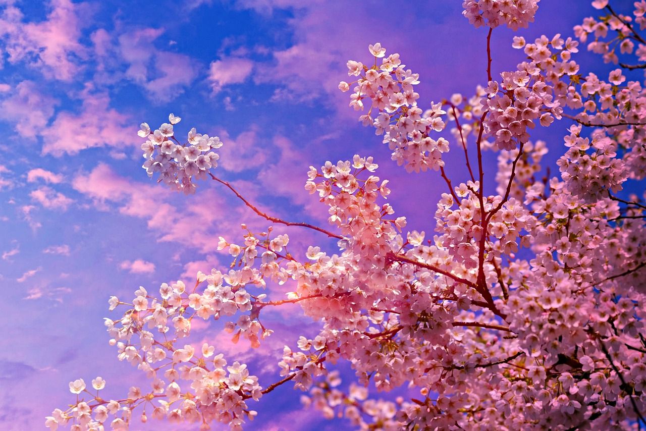 1280x854 Cherry Blossom Flower Tree Spring ... Wallpaper