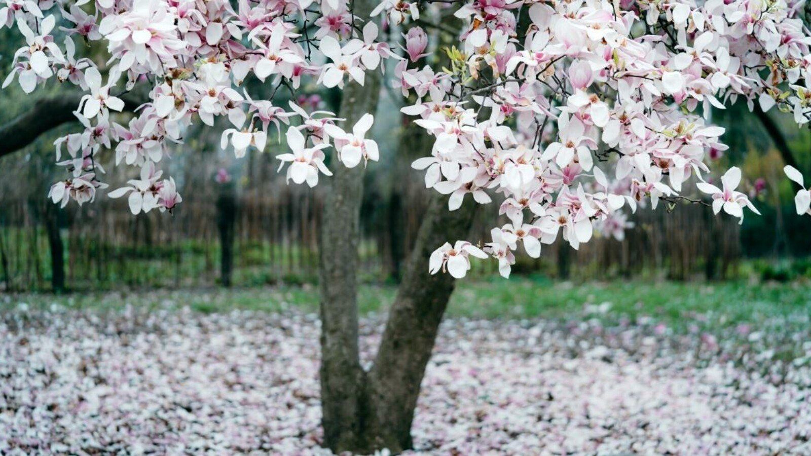 1600x900 77 Flowering Trees With Names and Pictures Wallpaper