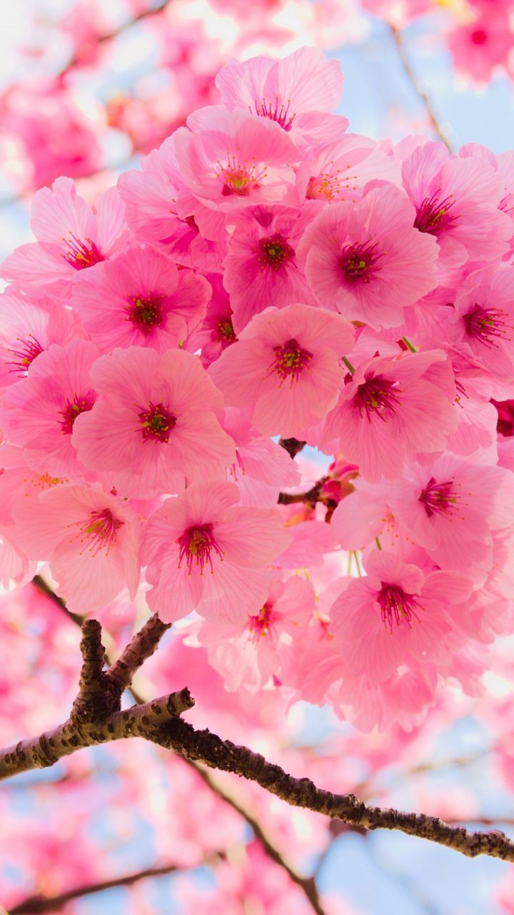 720x1280 Pink, tree branches, cherry flowers ... Wallpaper