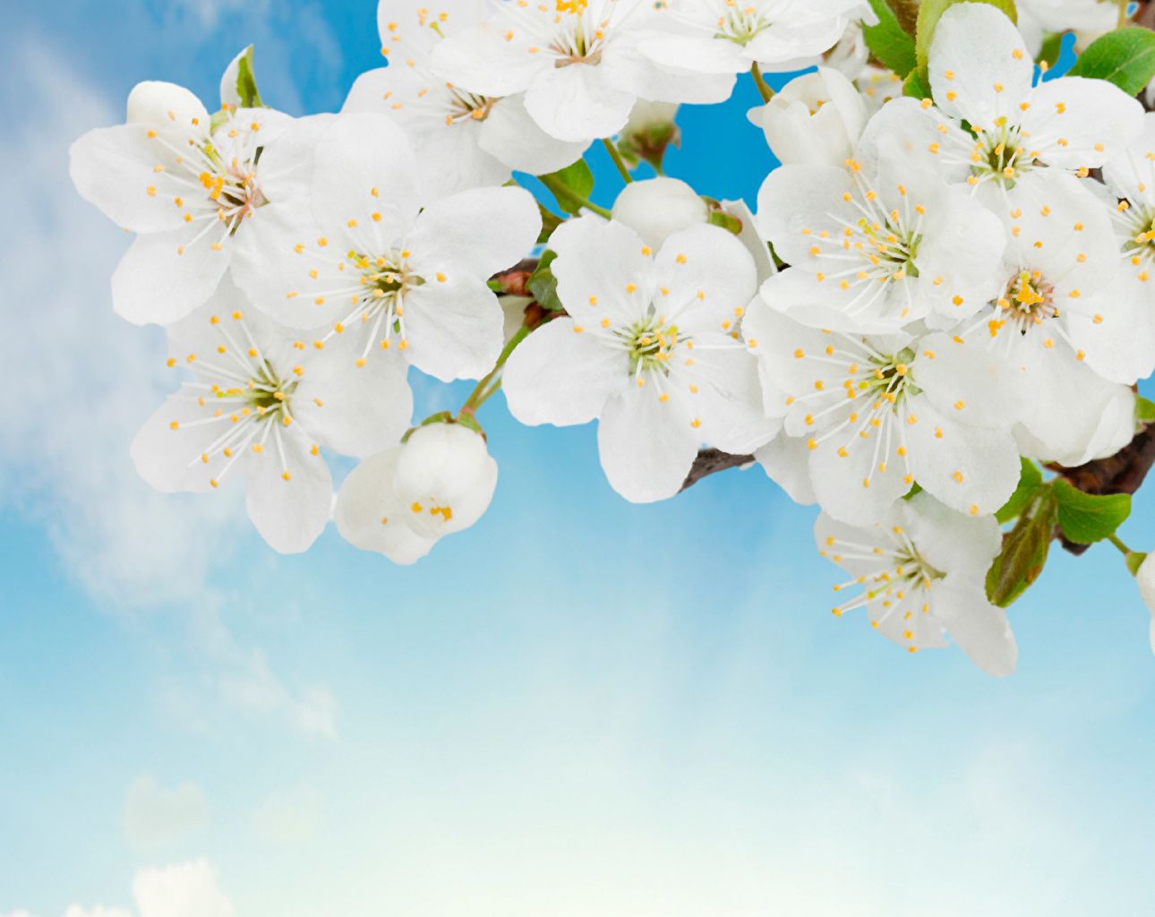 1290x1024 Desktop Wallpapers White flower ... Wallpaper