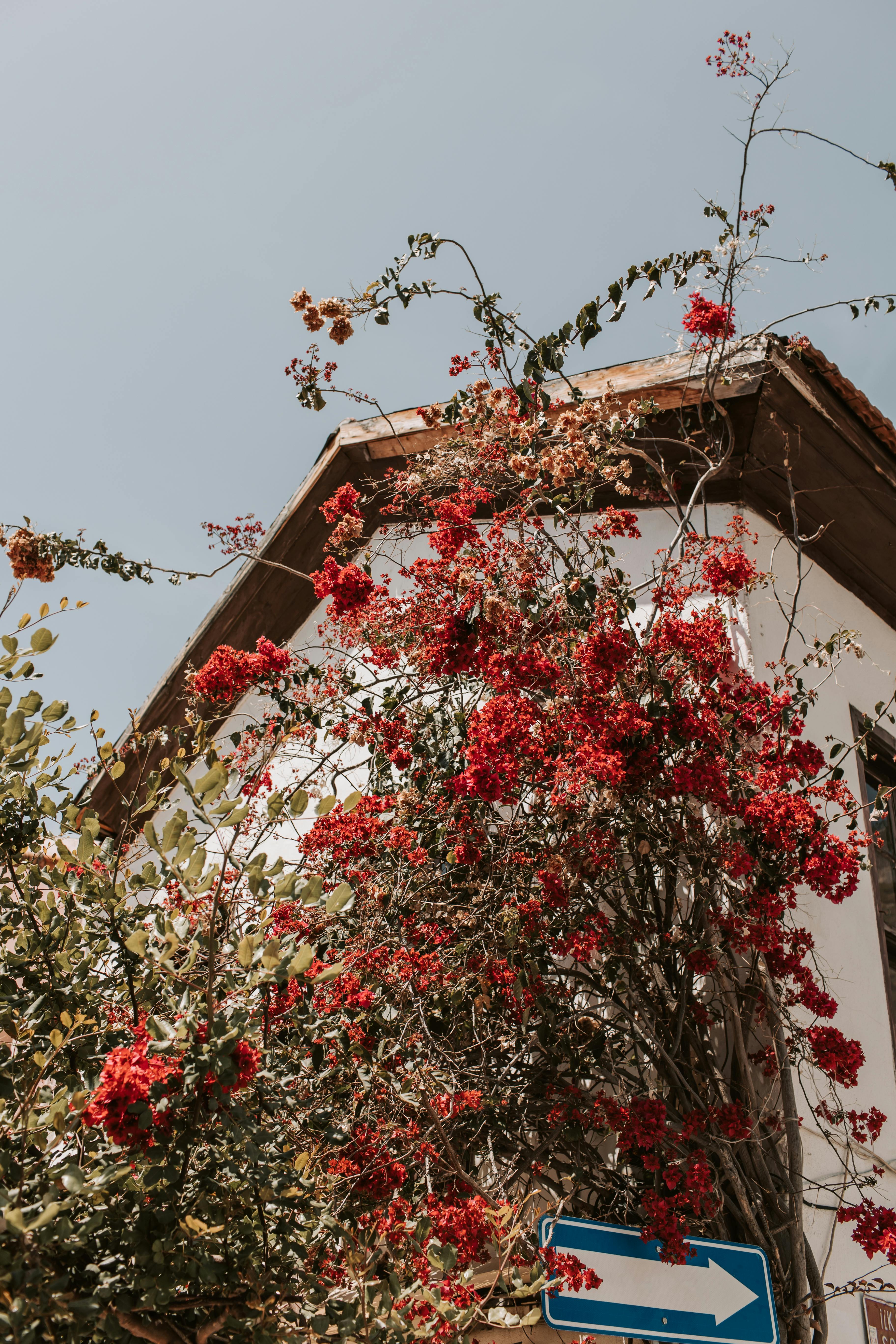 3648x5472 Flowering Tree Photos, Download The ... Wallpaper