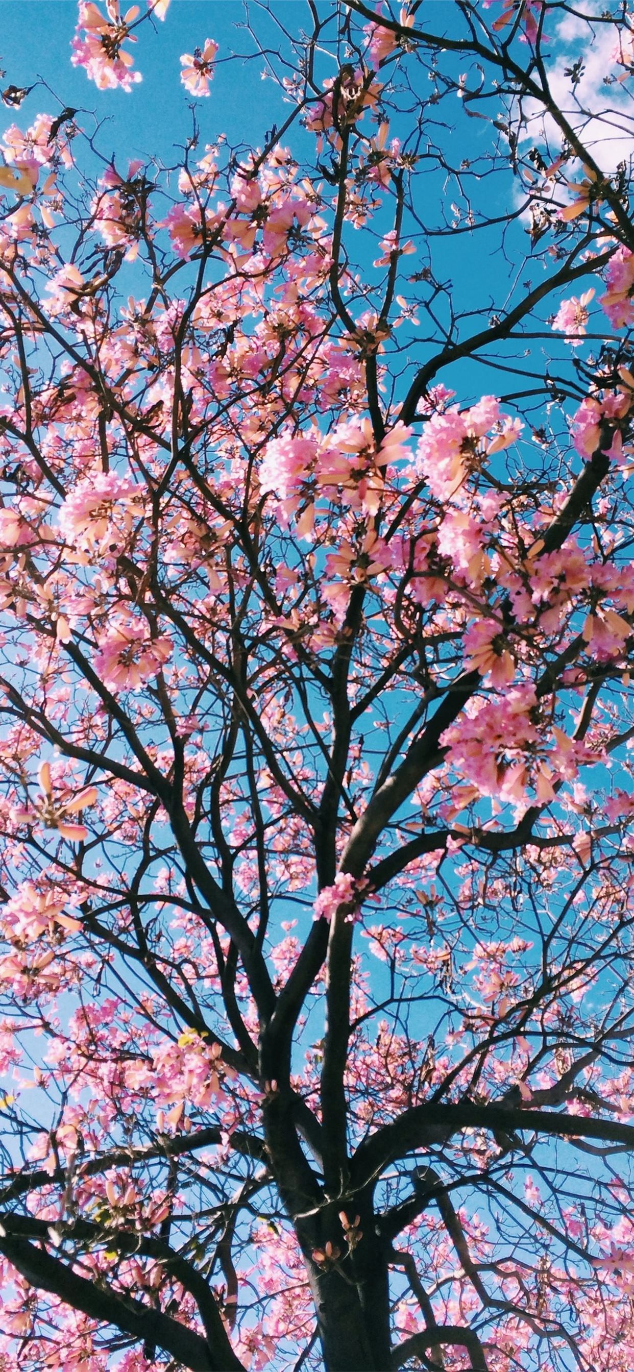 1242x2688 pink petaled flowering tree iPhone 11 ... Wallpaper