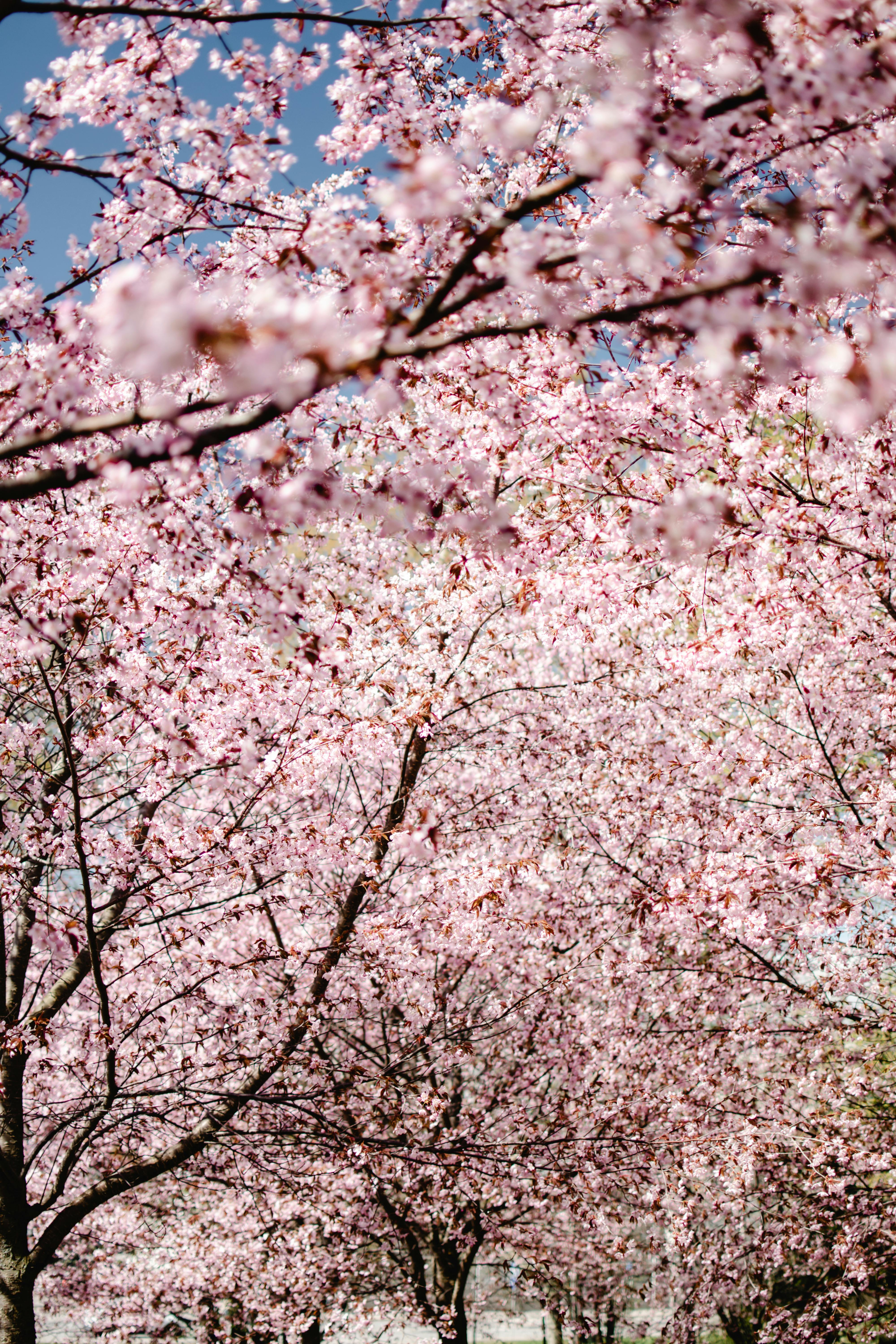 4000x6000 Flowering Tree Photos, Download The ... Wallpaper