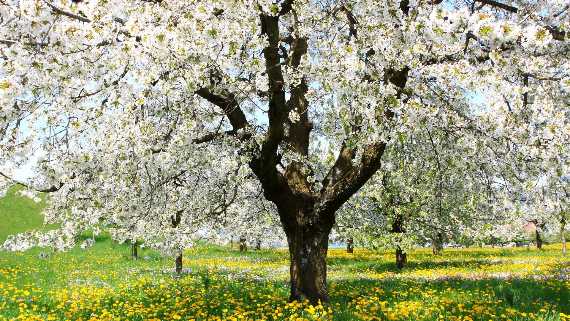 1920x1080 White Flower Yellow Flower Flower Field ... Wallpaper