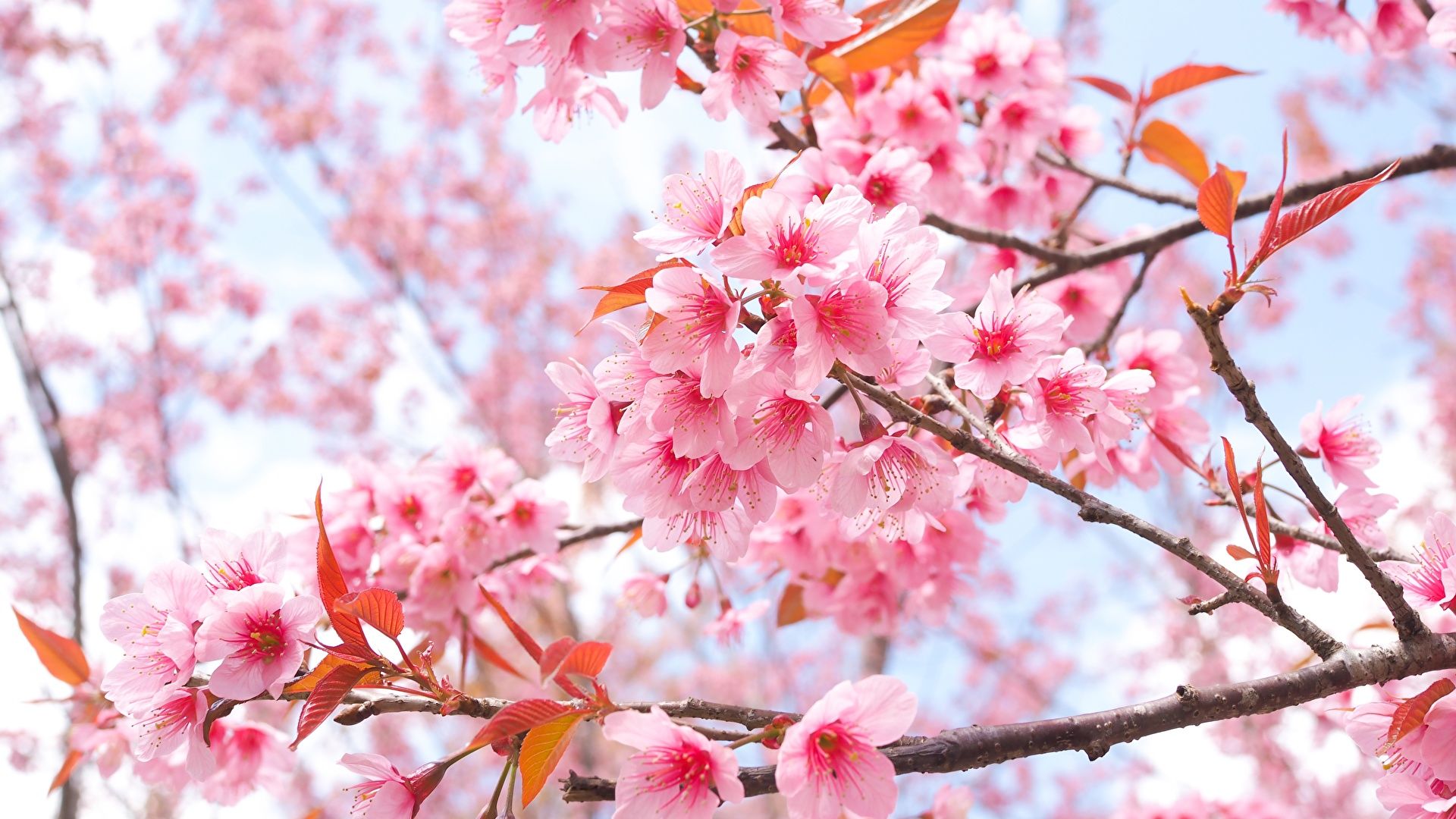 1920x1080 Desktop Wallpapers Sakura Flowers ... Wallpaper