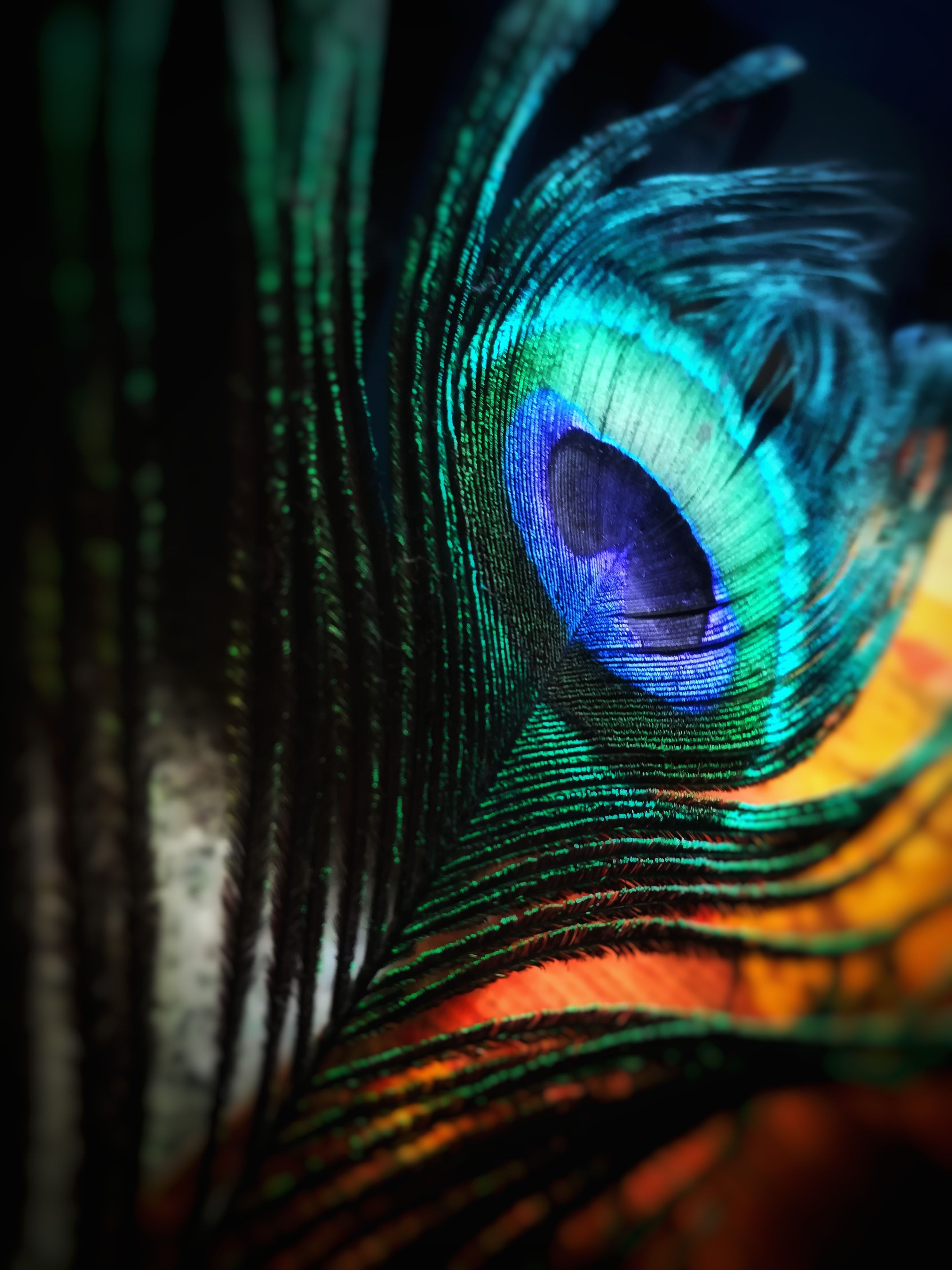 Peacock Feather Wallpapers 4k HD Peacock Feather Backgrounds On 