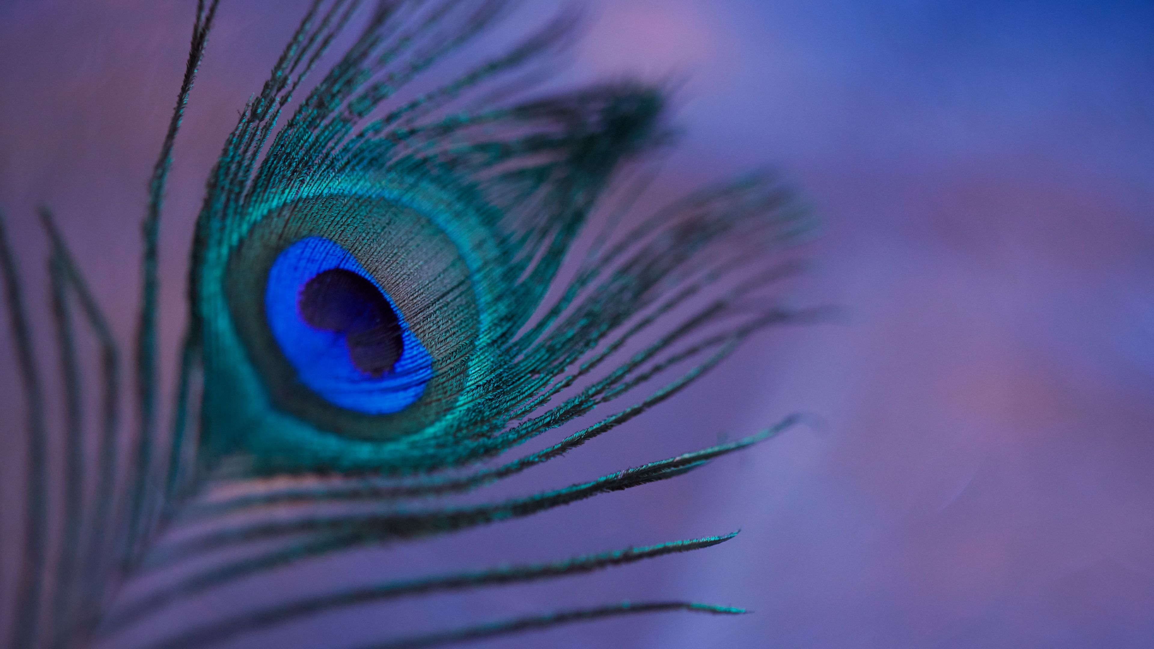 Peacock Feather Wallpapers 4k Hd Peacock Feather Backgrounds On Wallpaperbat 8808