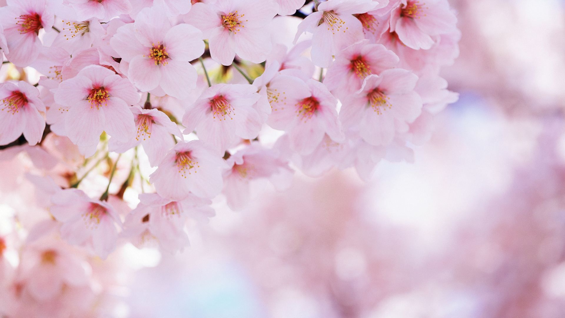 Pink Cherry Blossom Wallpapers - 4k, HD Pink Cherry Blossom Backgrounds