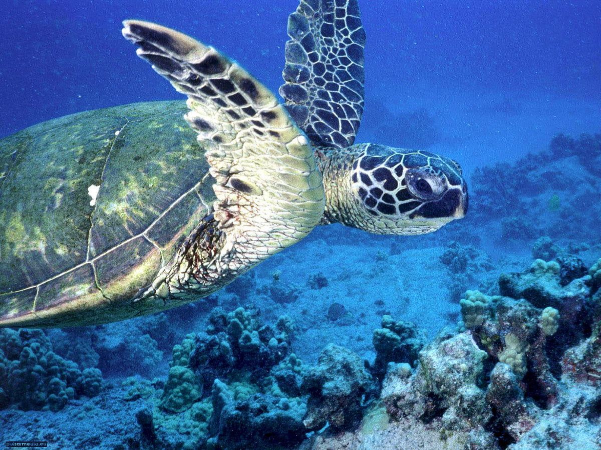 Green Sea Turtle Desktop Wallpapers - 4k, HD Green Sea Turtle Desktop ...