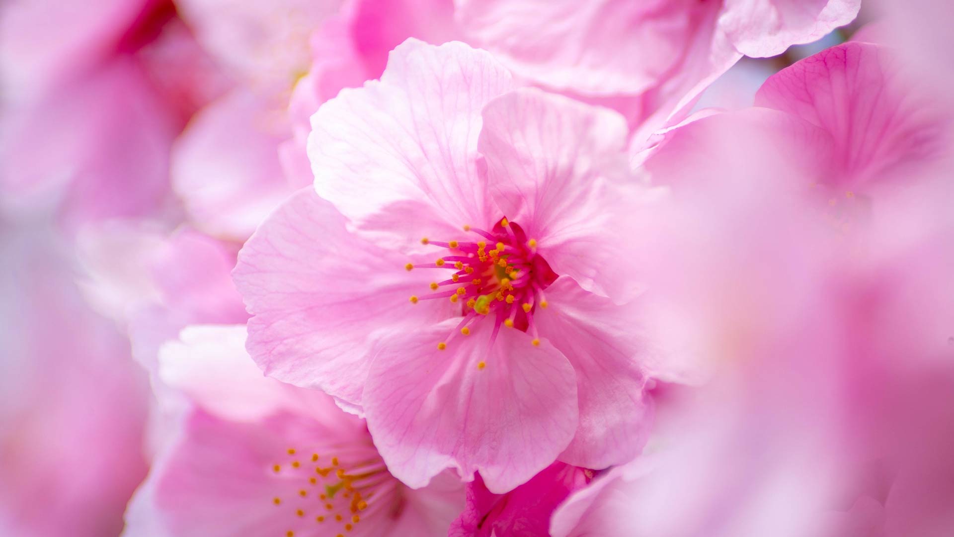 Eviona Blossom цветы
