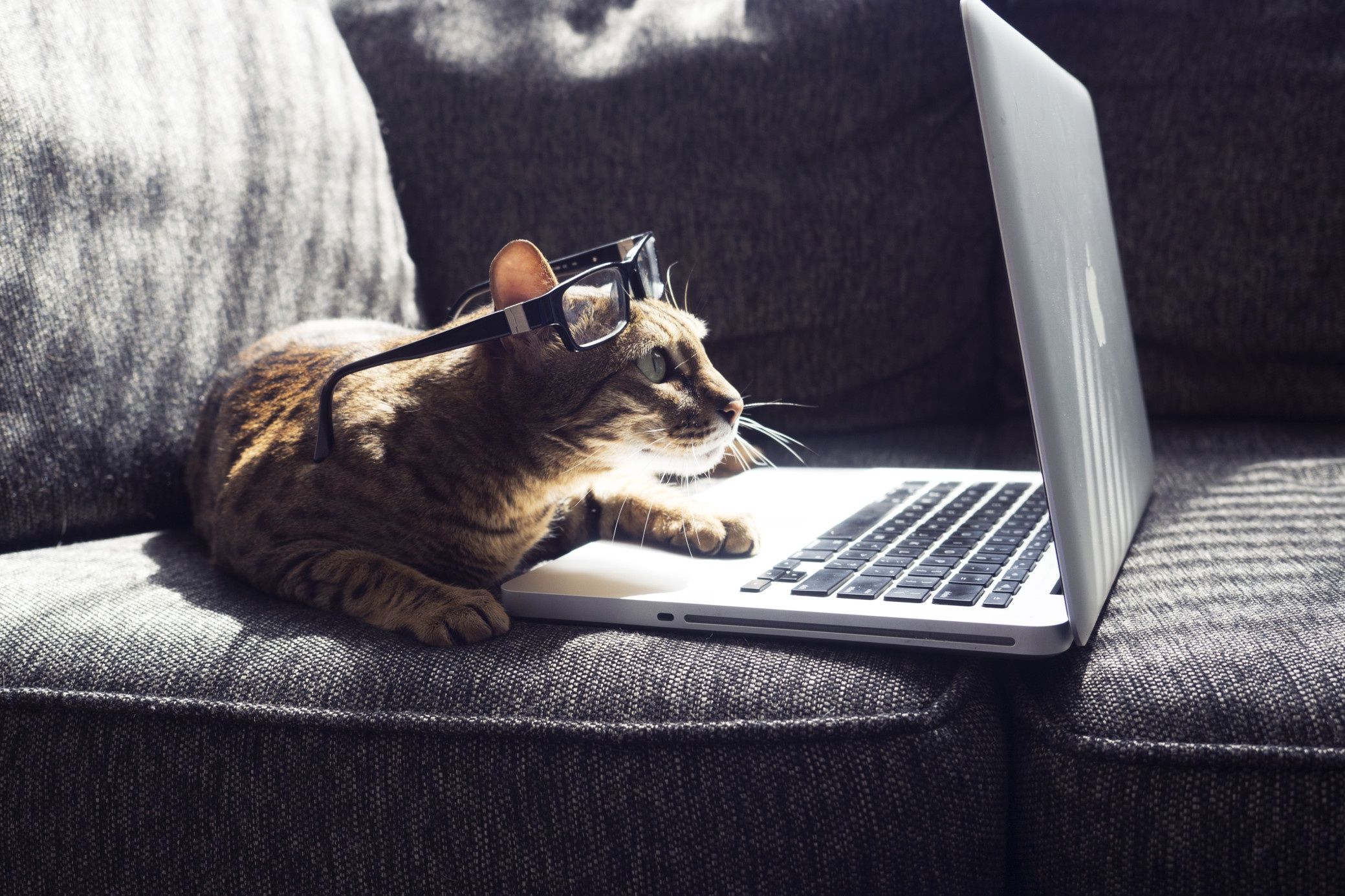Cat Laptop Wallpapers - 4k, HD Cat Laptop Backgrounds on WallpaperBat