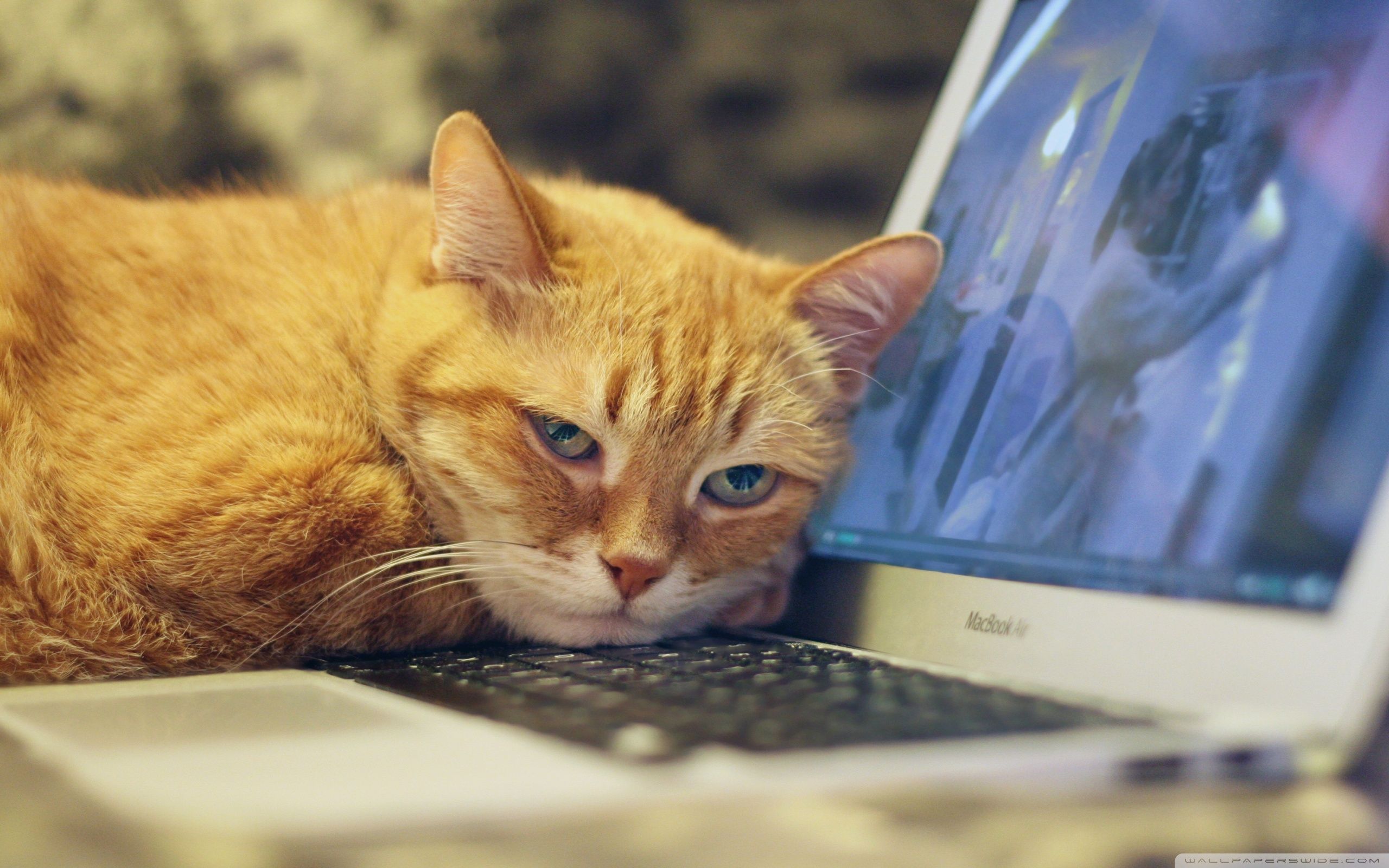 Cat Laptop Wallpapers - 4k, HD Cat Laptop Backgrounds on WallpaperBat