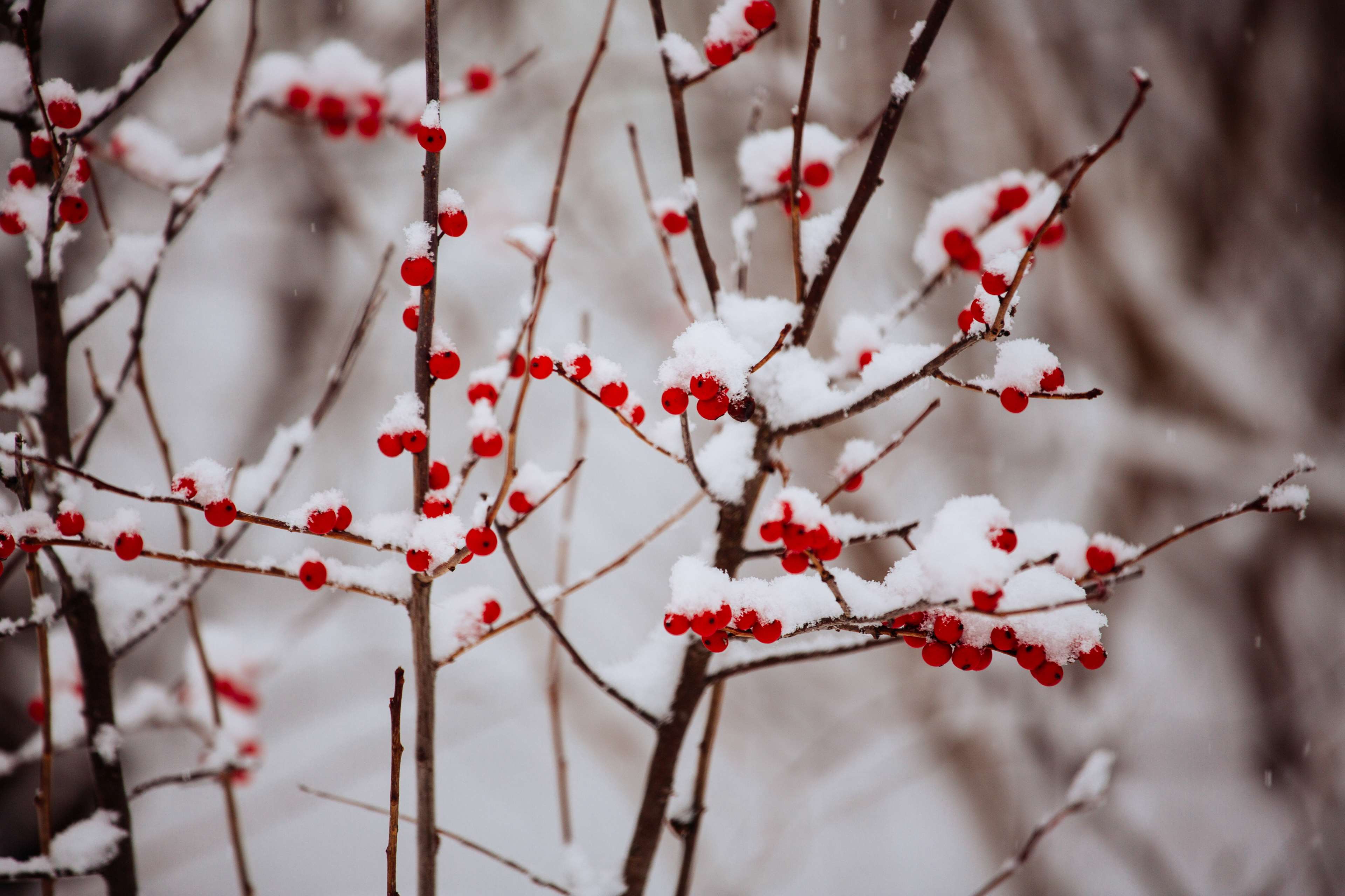 Snowy Berry Tree Wallpapers - 4k, HD Snowy Berry Tree Backgrounds on ...