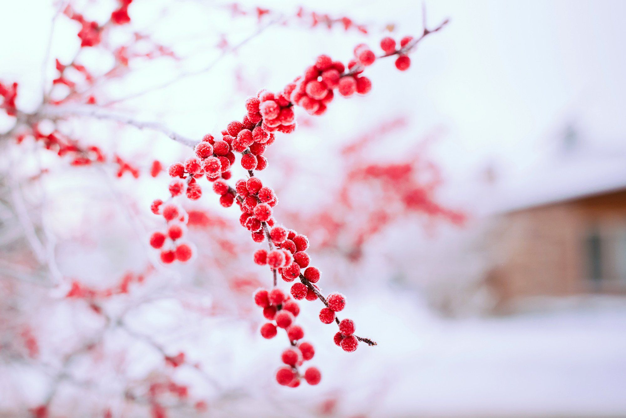 Snowy Berry Tree Wallpapers - 4k, HD Snowy Berry Tree Backgrounds on