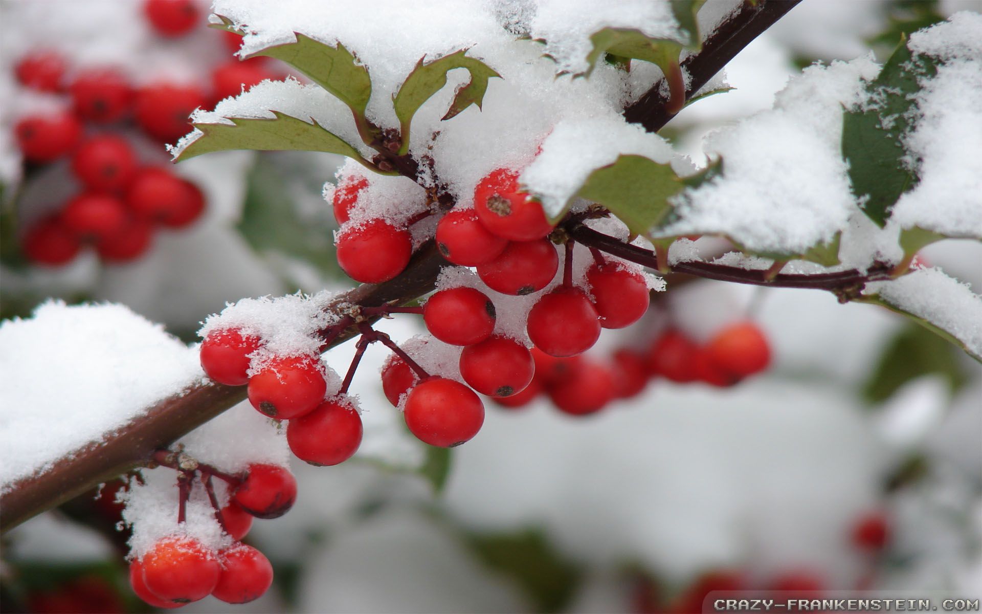 Snowy Berry Tree Wallpapers - 4k, HD Snowy Berry Tree Backgrounds on ...