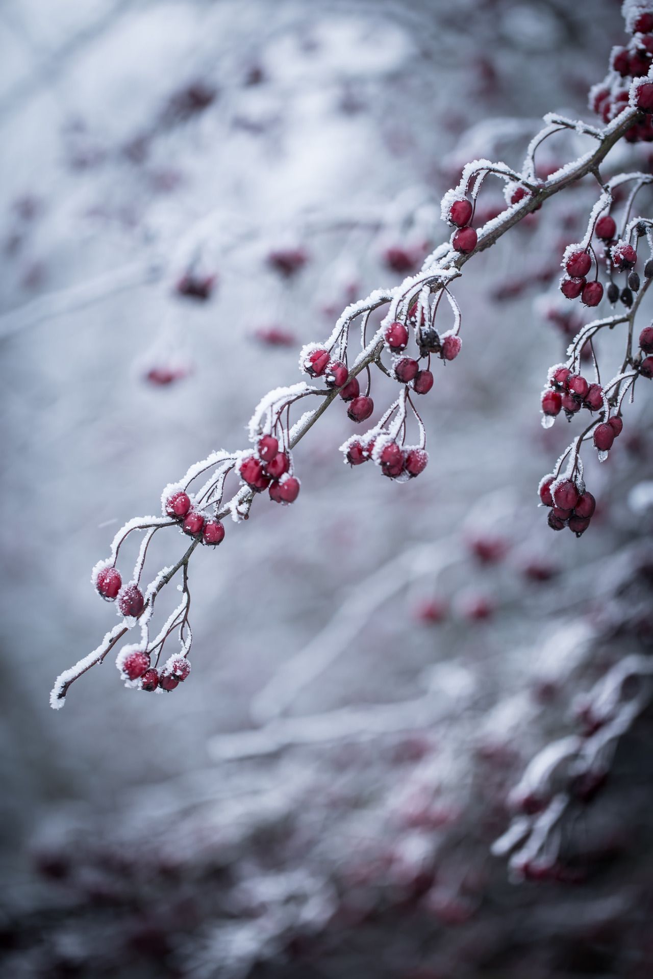 Snowy Berry Tree Wallpapers - 4k, HD Snowy Berry Tree Backgrounds on