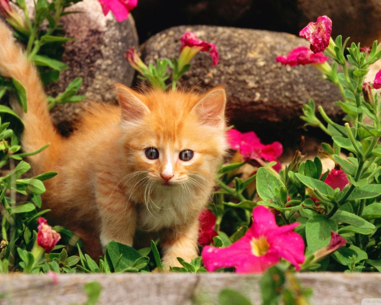 Cute Spring Cats Wallpapers - 4k, HD Cute Spring Cats Backgrounds on ...