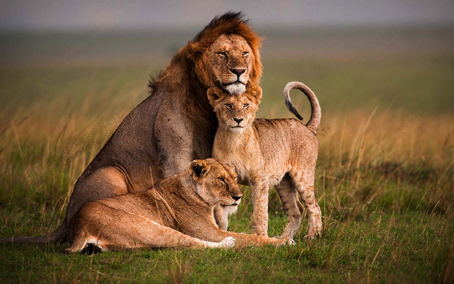 Lion Family Wallpapers - 4k, HD Lion Family Backgrounds on WallpaperBat