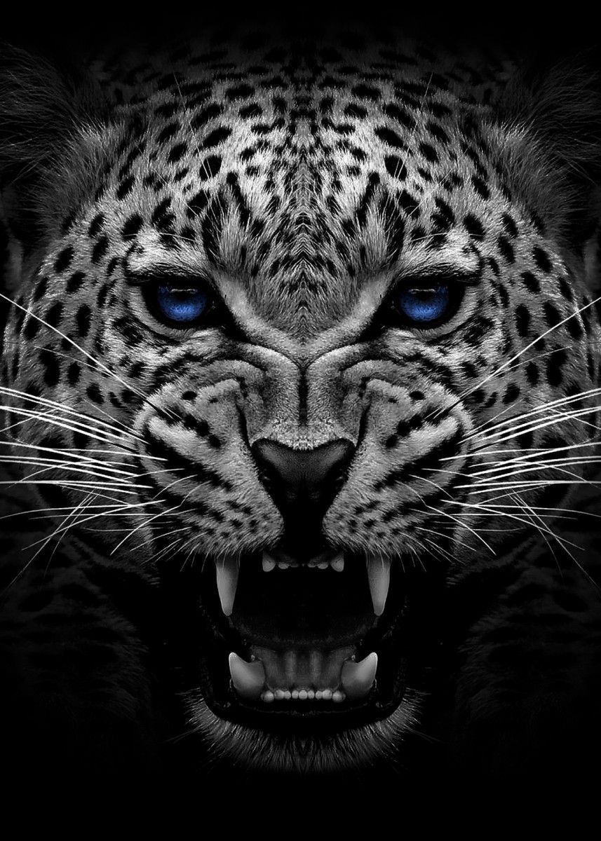 Black Jaguar Wallpapers - 4k, HD Black Jaguar Backgrounds on WallpaperBat