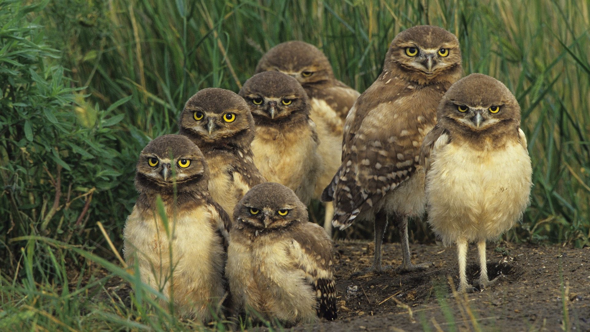 Canada Wildlife Wallpapers 4k HD Canada Wildlife Backgrounds On canada-wildlife-wallpapers-4k-hd-canada-wildlife-backgrounds-on
