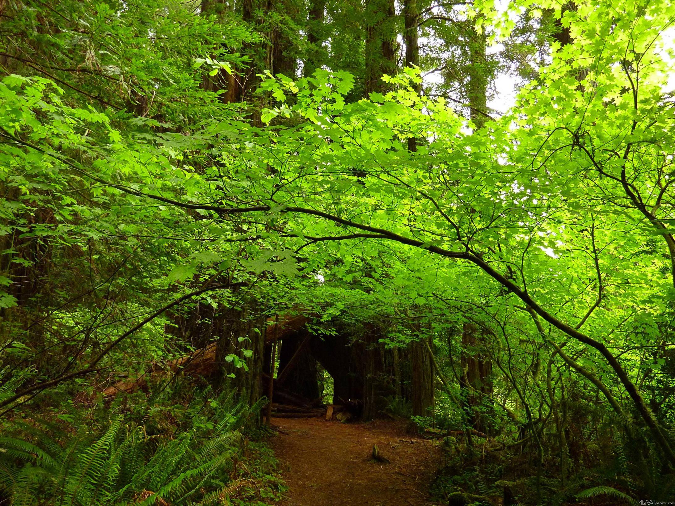 California Redwood Forest Wallpapers - 4k, HD California Redwood Forest