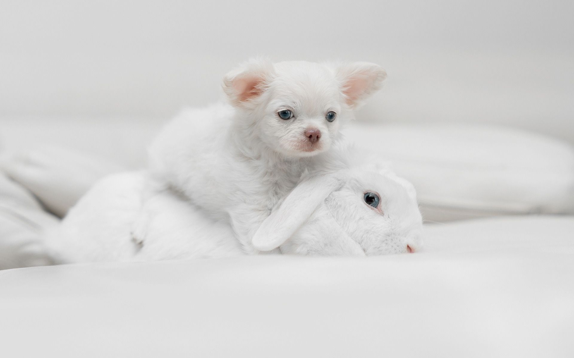 White small. Маленький белый. Красивое животное маленький белый щенок. Обои белая собачка. Милые маленькие лысые белые собачки.