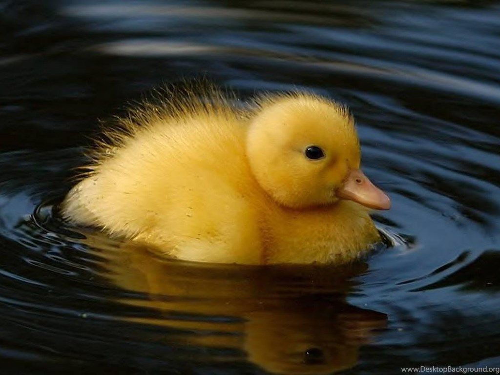 Baby Duck HD Wallpapers - 4k, HD Baby Duck Backgrounds on WallpaperBat