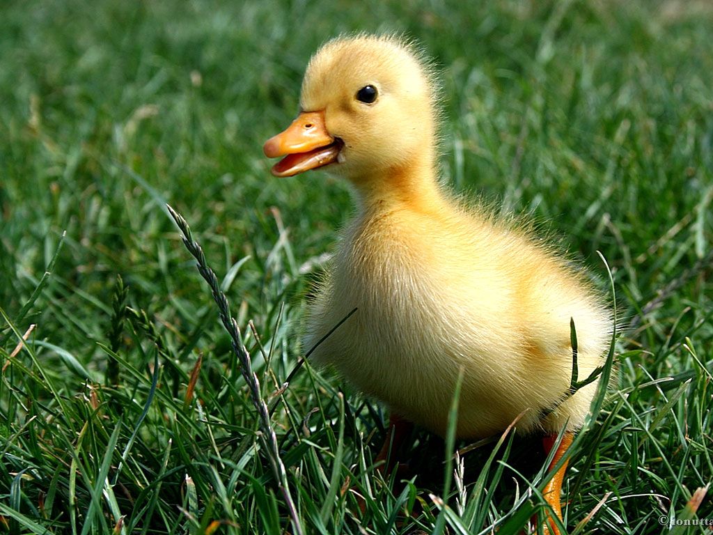 Baby Duck HD Wallpapers - 4k, HD Baby Duck Backgrounds on WallpaperBat