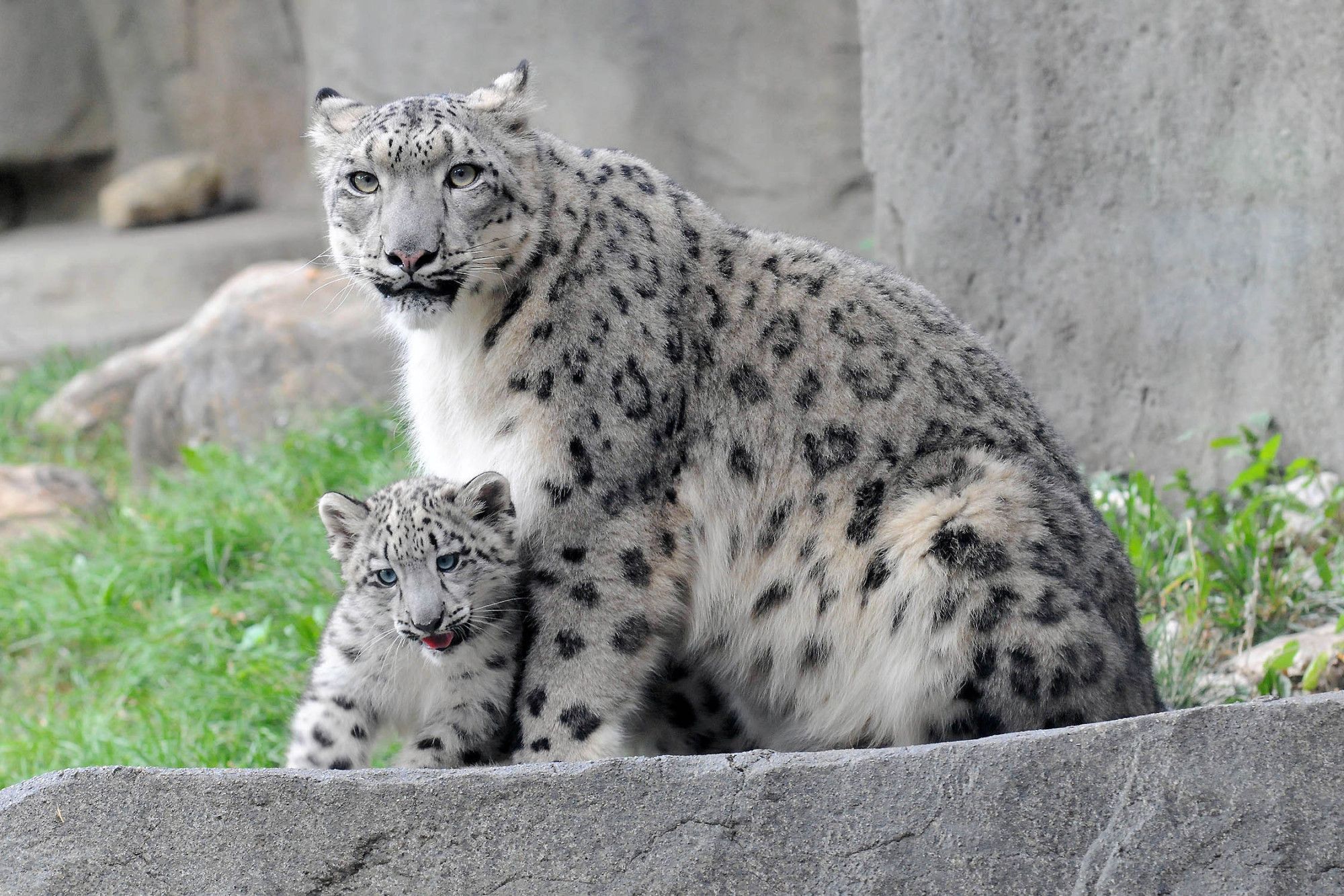 8 барсов. - Снежный Барс (Panthera uncia. Снежный Барс (Ирбис, снежный леопард). Ирбис (снежный Барс) uncia uncia. Снежный леопард (Panthera uncia).