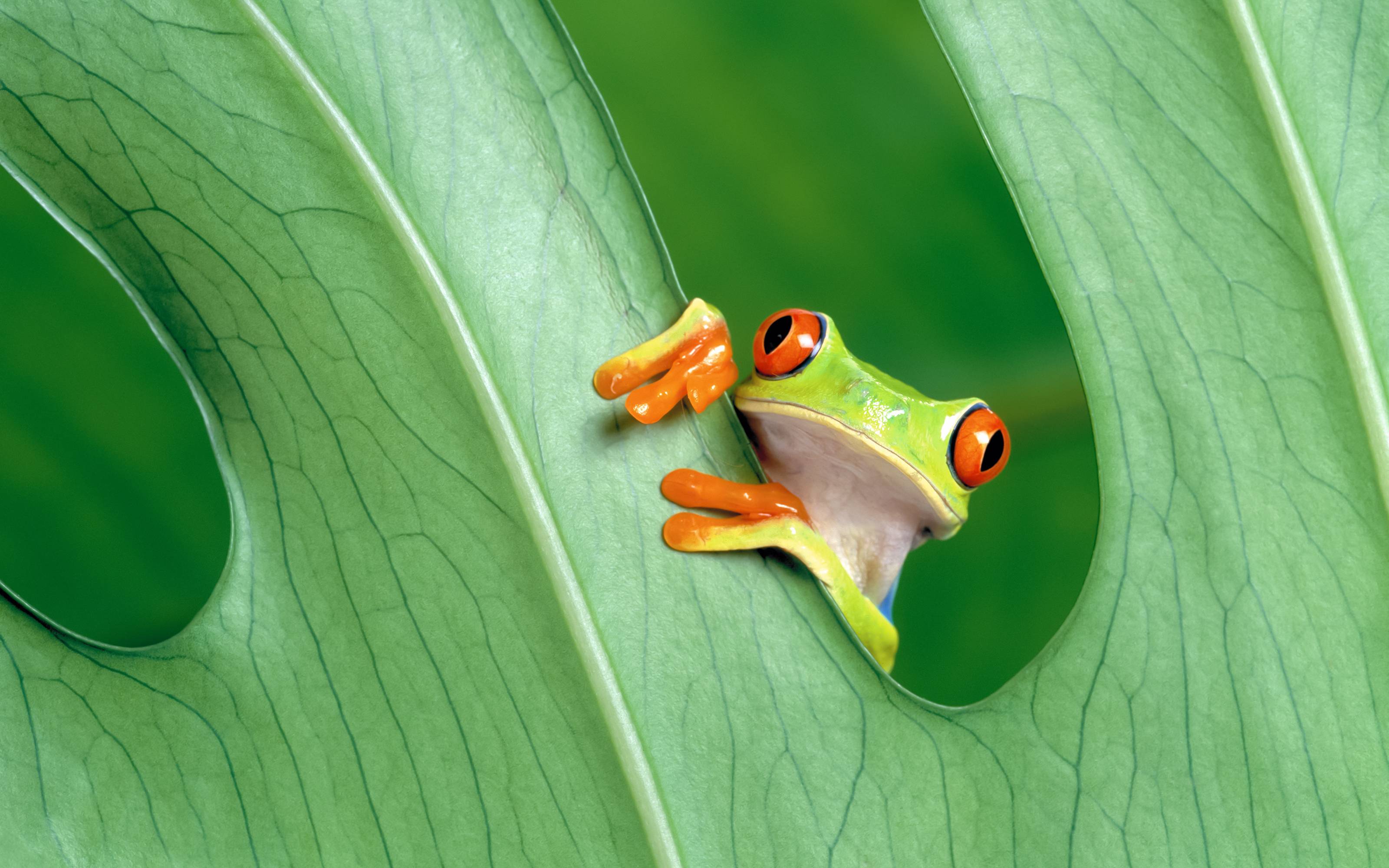Cute Frog Wallpapers 4k Hd Cute Frog Backgrounds On Wallpaperbat Cute Frog Wallpapers 4k Hd Cute Frog Backgrounds On Wallpaperbat