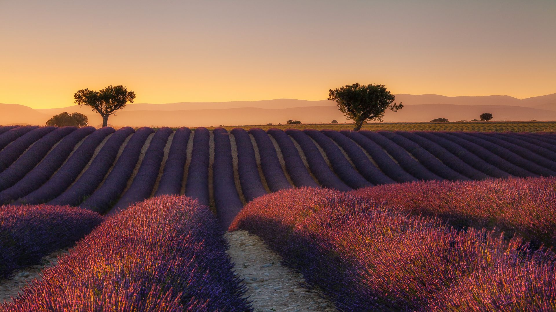 1920x1080 Lavender fields' at sunset. 1920 × 1080 : wallpapers Wallpaper