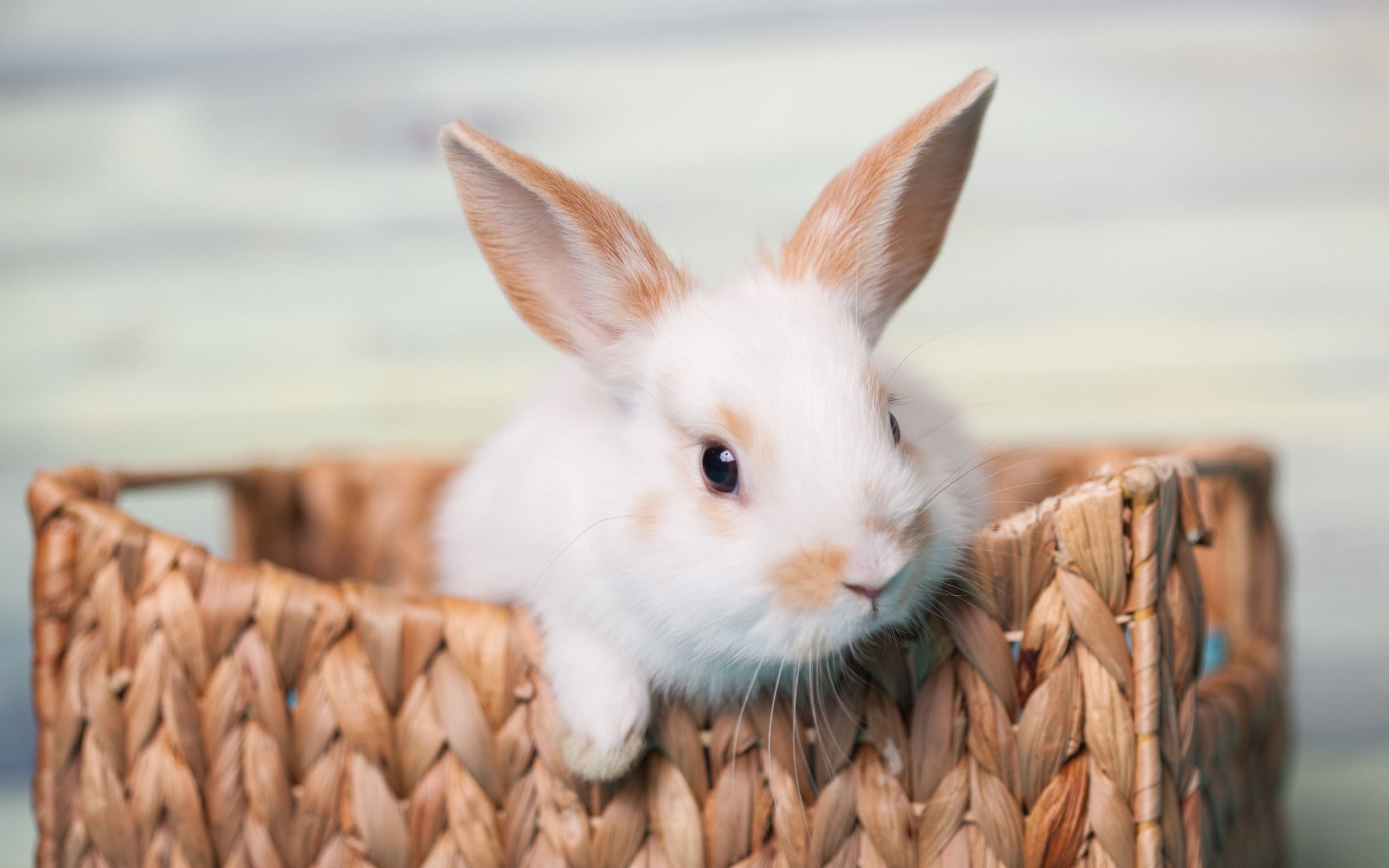 Fluffy Rabbit Wallpapers - 4k, HD Fluffy Rabbit Backgrounds on WallpaperBat