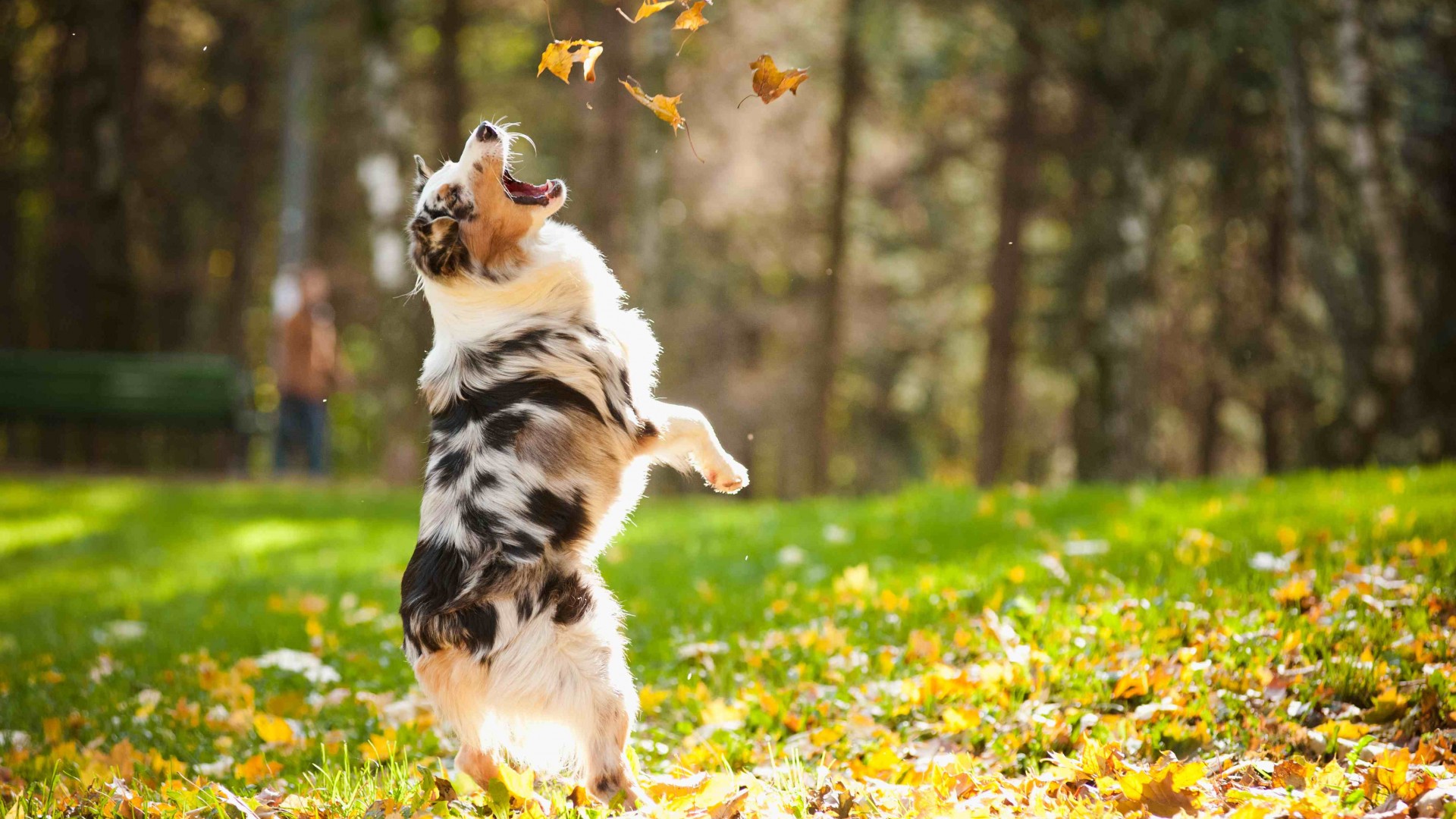 Autumn Puppy Wallpapers - 4k, HD Autumn Puppy Backgrounds on WallpaperBat