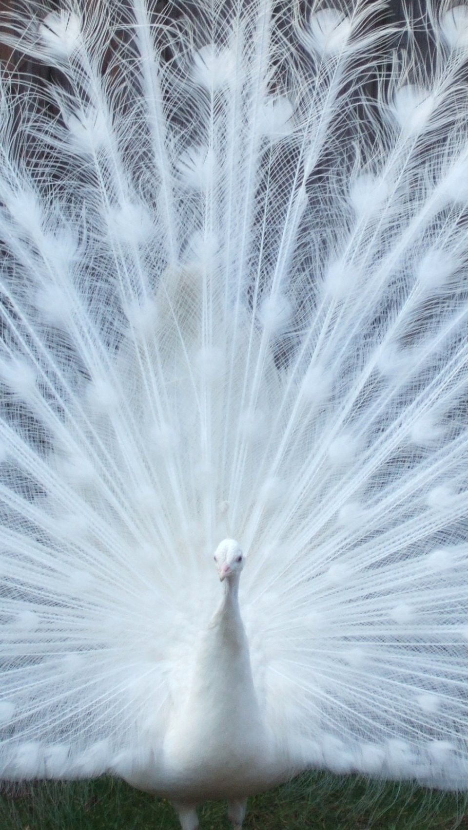 White Peacock Wallpapers - 4k, HD White Peacock Backgrounds on WallpaperBat