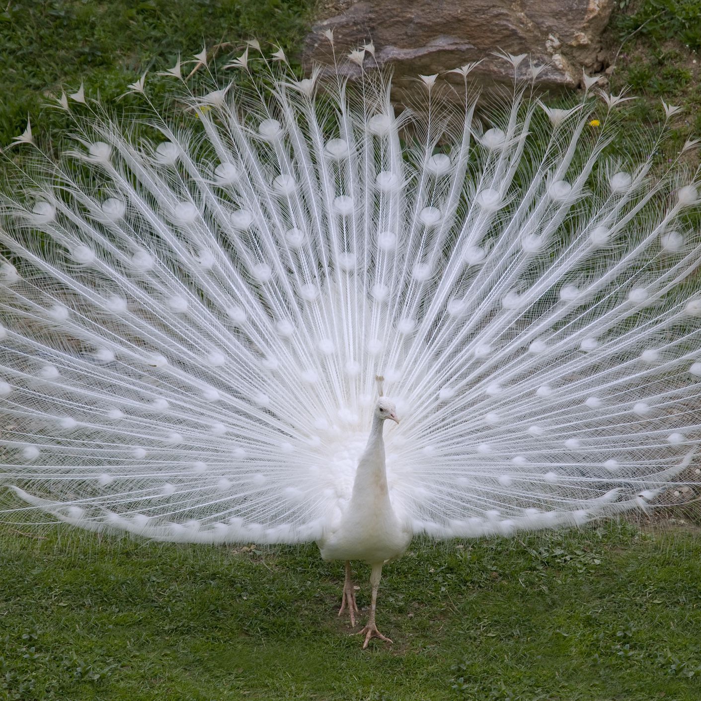 White Peacock Wallpapers 4k Hd White Peacock Backgrounds On Wallpaperbat 0065