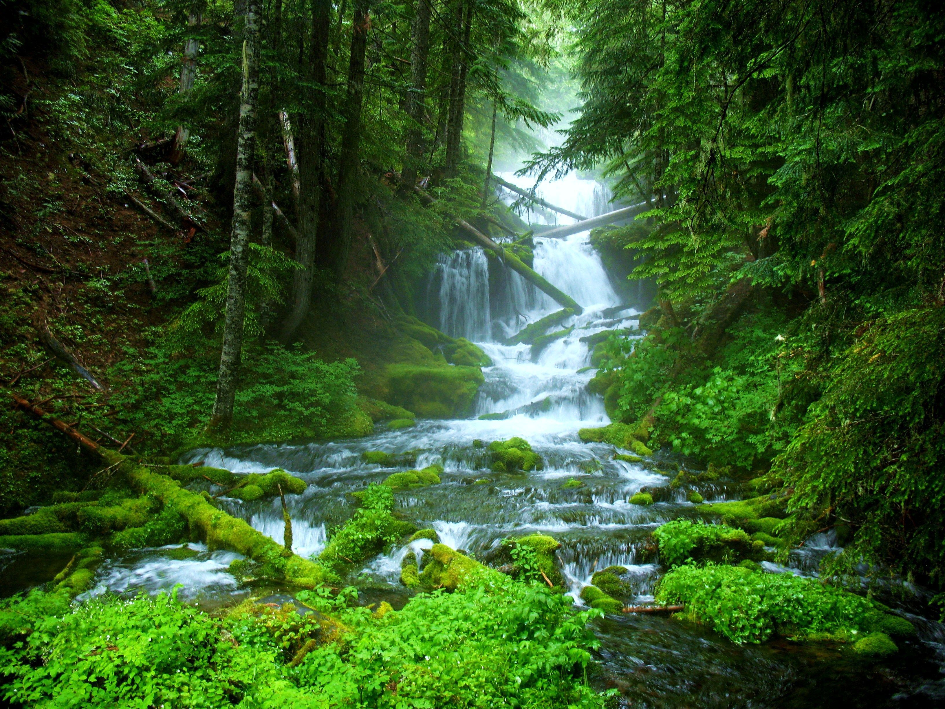 Forest Water Wallpapers - 4k, HD Forest Water Backgrounds on WallpaperBat