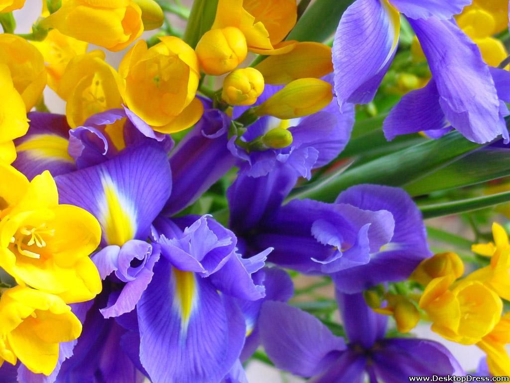 Purple and Yellow Flowers Wallpapers - 4k, HD Purple and Yellow Flowers