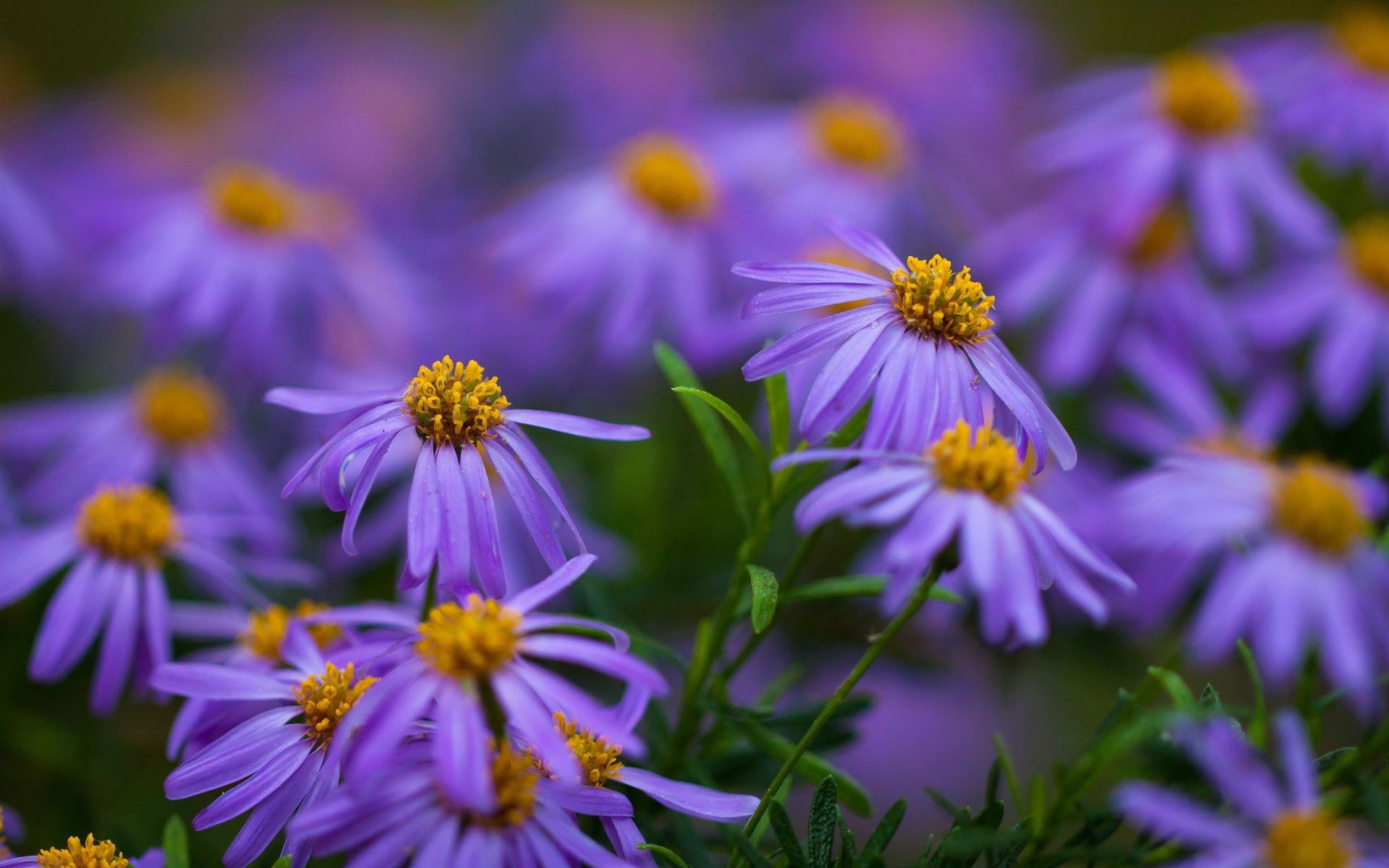 Purple and Yellow Flowers Wallpapers - 4k, HD Purple and Yellow Flowers