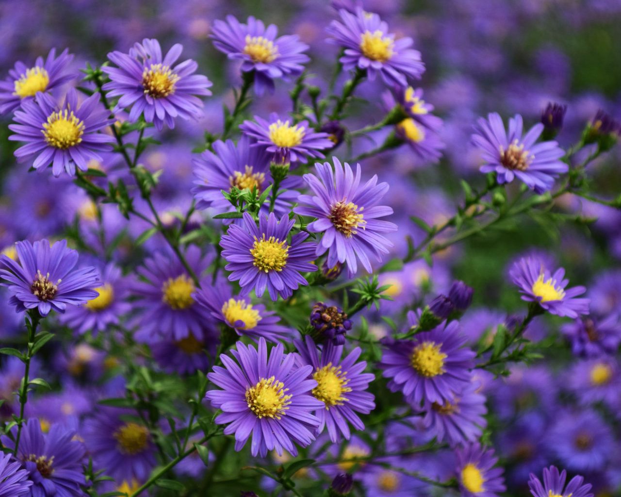 Purple and Yellow Flowers Wallpapers - 4k, HD Purple and Yellow Flowers