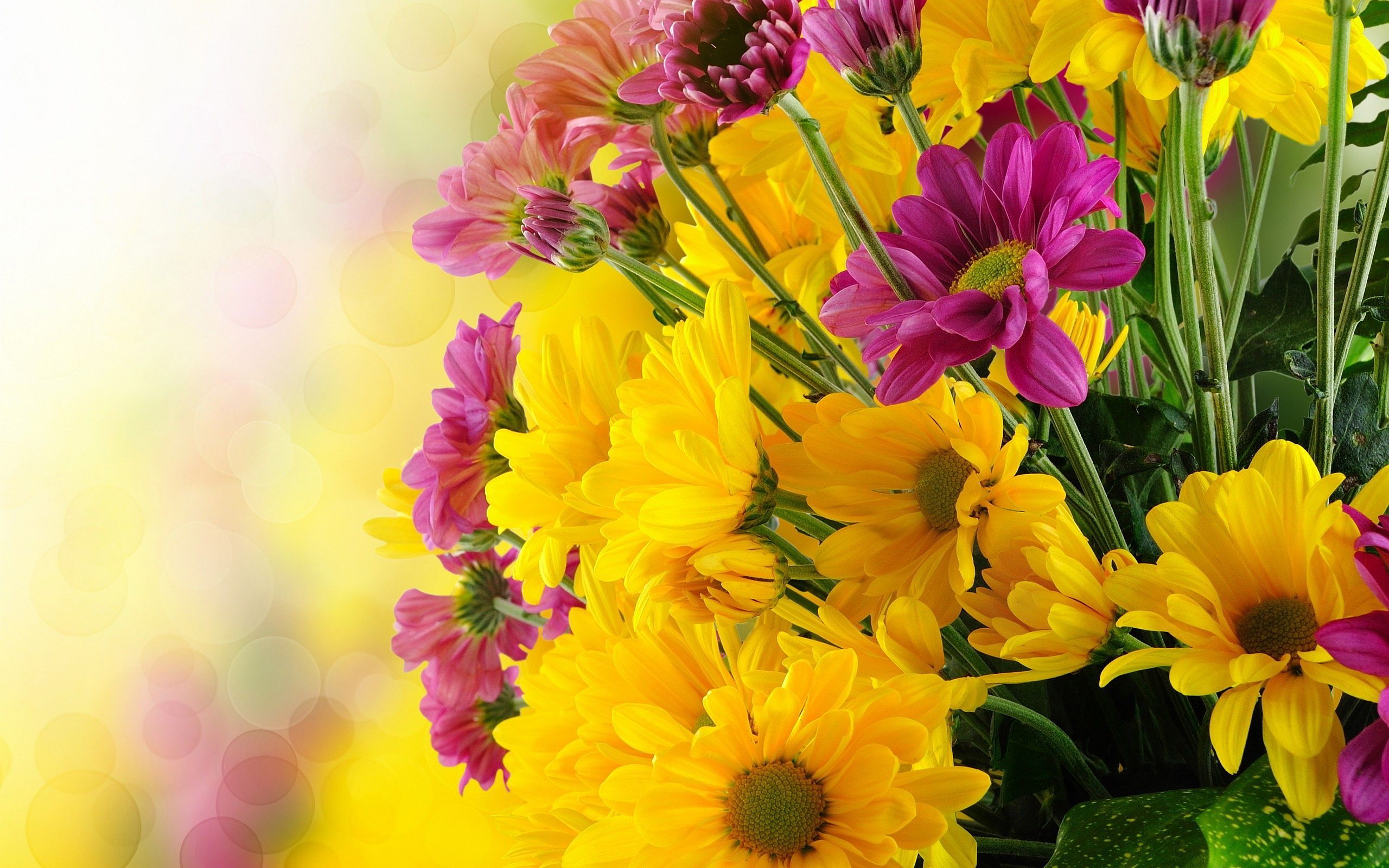 Purple and Yellow Flowers Wallpapers - 4k, HD Purple and Yellow Flowers