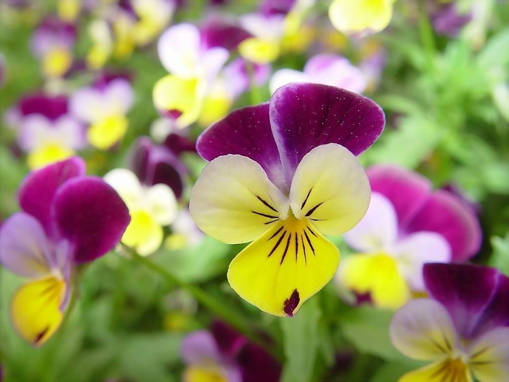 Purple and Yellow Flowers Wallpapers - 4k, HD Purple and Yellow Flowers