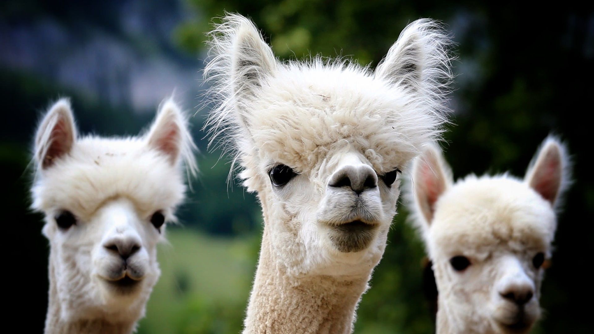 Cute Alpaca Desktop Wallpapers - 4k, HD Cute Alpaca Desktop Backgrounds ...