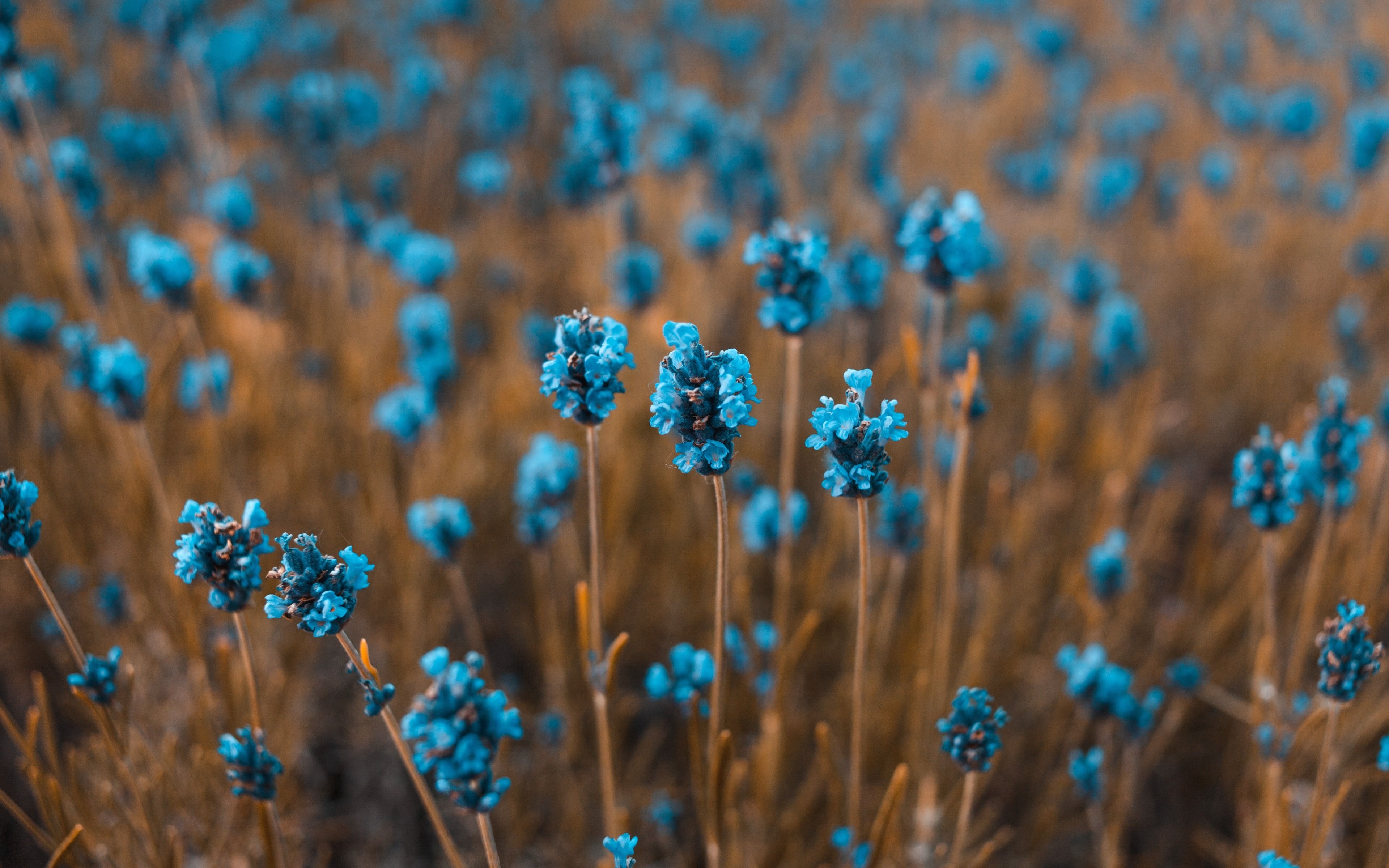 Blue Flowers HD Wallpapers - 4k, HD Blue Flowers Backgrounds on ...