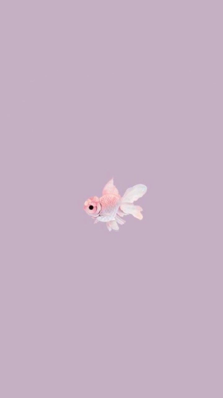 Kawaii Fish Wallpapers - 4k, HD Kawaii Fish Backgrounds on WallpaperBat