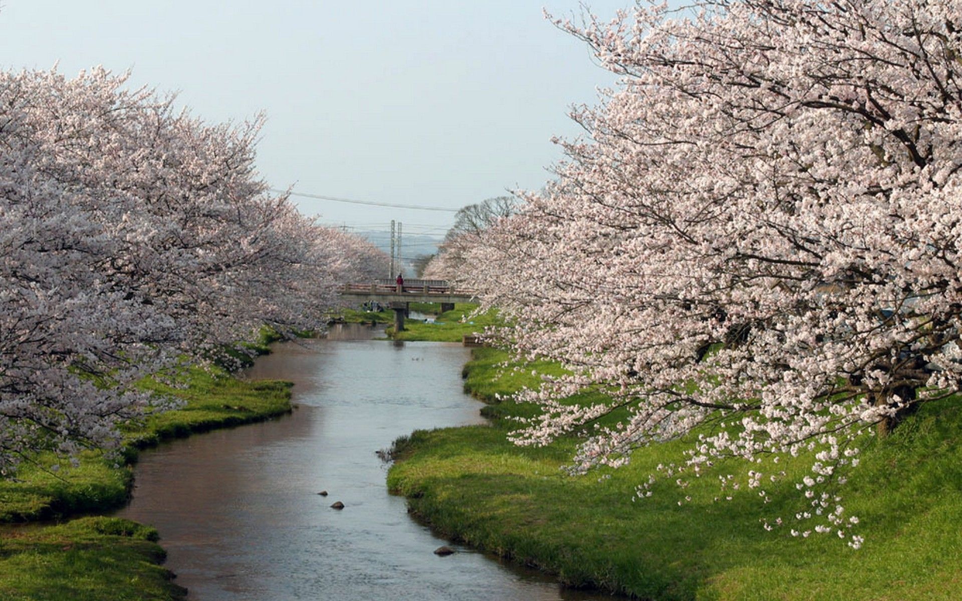 Rivers and Flowers Wallpapers - 4k, HD Rivers and Flowers Backgrounds