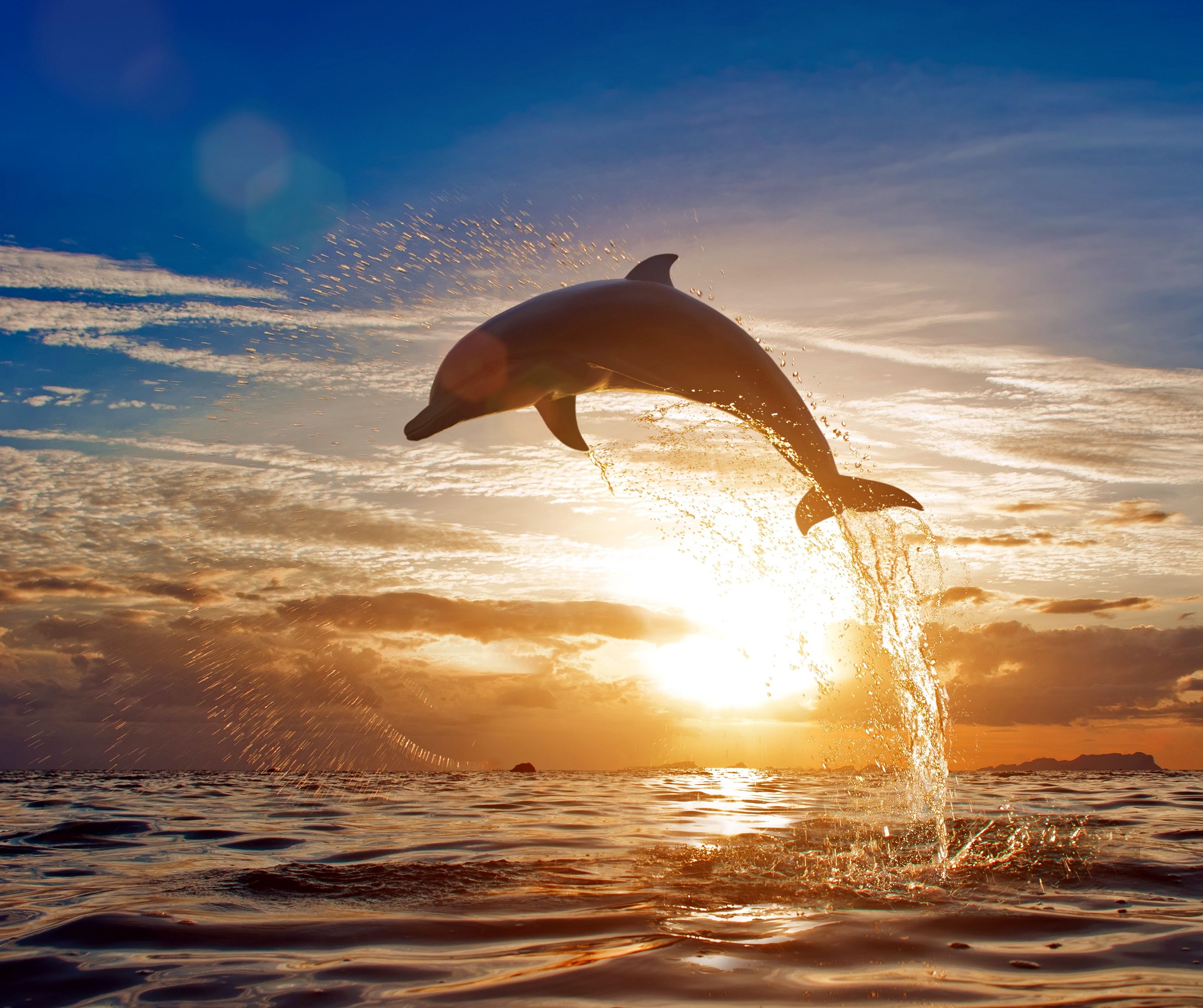 Beautiful Dolphin Sunset Wallpapers - 4k, HD Beautiful Dolphin Sunset ...