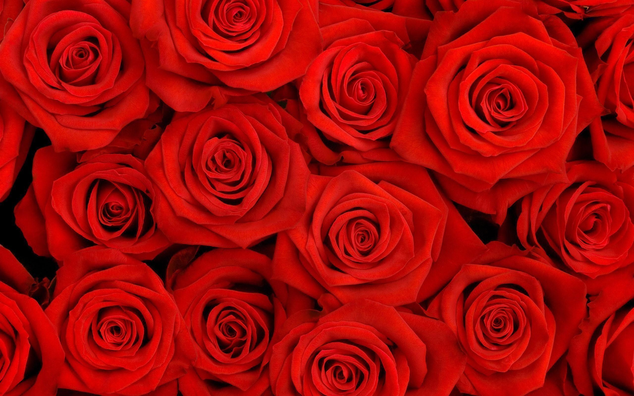 Cool Red Rose Wallpapers 4k Hd Cool Red Rose Backgrounds On Wallpaperbat